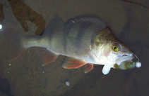 foto/diskuze/z_lovu/2011/th-img46509.jpg