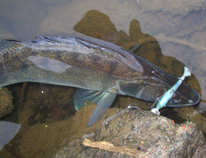 foto/diskuze/z_lovu/2011/th-img46510.jpg