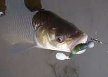foto/diskuze/z_lovu/2011/th-img46511.jpg