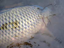 foto/diskuze/z_lovu/2011/th-img46513.jpg