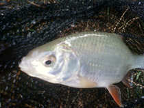 foto/diskuze/z_lovu/2011/th-img46514.jpg
