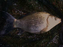 foto/diskuze/z_lovu/2011/th-img46517.jpg