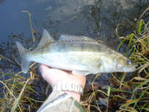 foto/diskuze/z_lovu/2011/th-img46522.jpg
