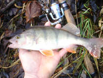 foto/diskuze/z_lovu/2011/th-img46524.jpg