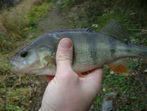 foto/diskuze/z_lovu/2011/th-img46533.jpg