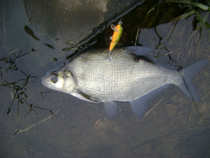 foto/diskuze/z_lovu/2011/th-img46535.jpg