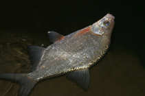 foto/diskuze/z_lovu/2011/th-img46544.jpg