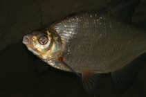 foto/diskuze/z_lovu/2011/th-img46545.jpg