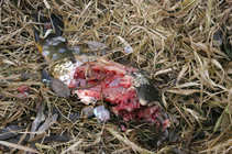 foto/diskuze/z_lovu/2011/th-img46546.jpg