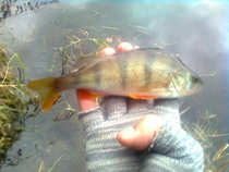 foto/diskuze/z_lovu/2011/th-img46558.jpg