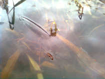 foto/diskuze/z_lovu/2011/th-img46560.jpg