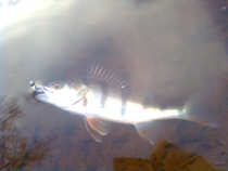 foto/diskuze/z_lovu/2011/th-img46569.jpg