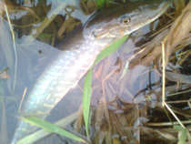 foto/diskuze/z_lovu/2011/th-img46572.jpg