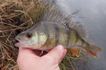 foto/diskuze/z_lovu/2011/th-img46626.jpg