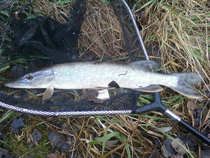 foto/diskuze/z_lovu/2012/th-img46635.jpg