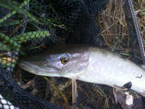foto/diskuze/z_lovu/2012/th-img46636.jpg