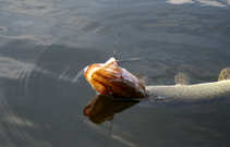 foto/diskuze/z_lovu/2012/th-img46644.jpg