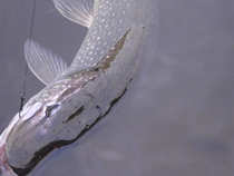 foto/diskuze/z_lovu/2012/th-img46645.jpg