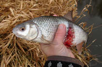 foto/diskuze/z_lovu/2012/th-img46707.jpg