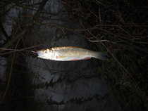 foto/diskuze/z_lovu/2012/th-img46724.jpg