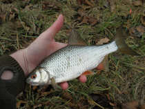 foto/diskuze/z_lovu/2012/th-img46737.jpg