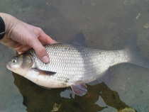 foto/diskuze/z_lovu/2012/th-img46782.jpg