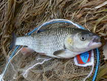 foto/diskuze/z_lovu/2012/th-img46788.jpg