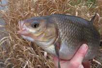 foto/diskuze/z_lovu/2012/th-img46807.jpg