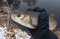 foto/diskuze/z_lovu/2012/th-img46883.jpg