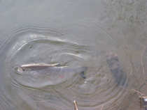 foto/diskuze/z_lovu/2012/th-img47073.jpg