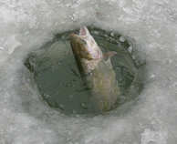 foto/diskuze/z_lovu/2012/th-img47275.jpg
