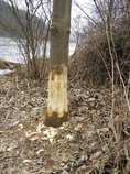 foto/diskuze/z_lovu/2012/th-img47376.jpg