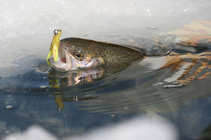foto/diskuze/z_lovu/2012/th-img47482.jpg