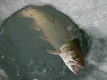 foto/diskuze/z_lovu/2012/th-img47488.jpg