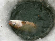 foto/diskuze/z_lovu/2012/th-img47490.jpg