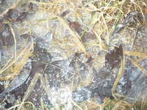 foto/diskuze/z_lovu/2012/th-img47526.jpg