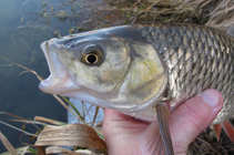 foto/diskuze/z_lovu/2012/th-img47551.jpg