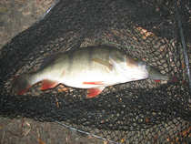 foto/diskuze/z_lovu/2012/th-img47570.jpg