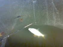 foto/diskuze/z_lovu/2012/th-img47607.jpg
