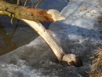 foto/diskuze/z_lovu/2012/th-img47610.jpg