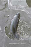 foto/diskuze/z_lovu/2012/th-img47631.jpg