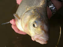foto/diskuze/z_lovu/2012/th-img47642.jpg