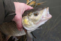 foto/diskuze/z_lovu/2012/th-img47643.jpg