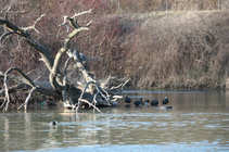 foto/diskuze/z_lovu/2012/th-img47697.jpg