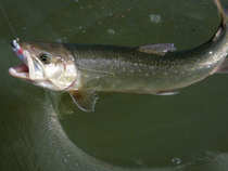 foto/diskuze/z_lovu/2012/th-img47749.jpg