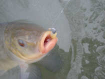 foto/diskuze/z_lovu/2012/th-img47751.jpg