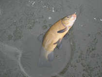 foto/diskuze/z_lovu/2012/th-img47752.jpg