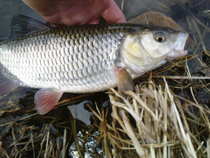 foto/diskuze/z_lovu/2012/th-img47783.jpg