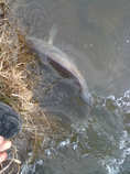 foto/diskuze/z_lovu/2012/th-img47787.jpg