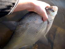 foto/diskuze/z_lovu/2012/th-img47799.jpg